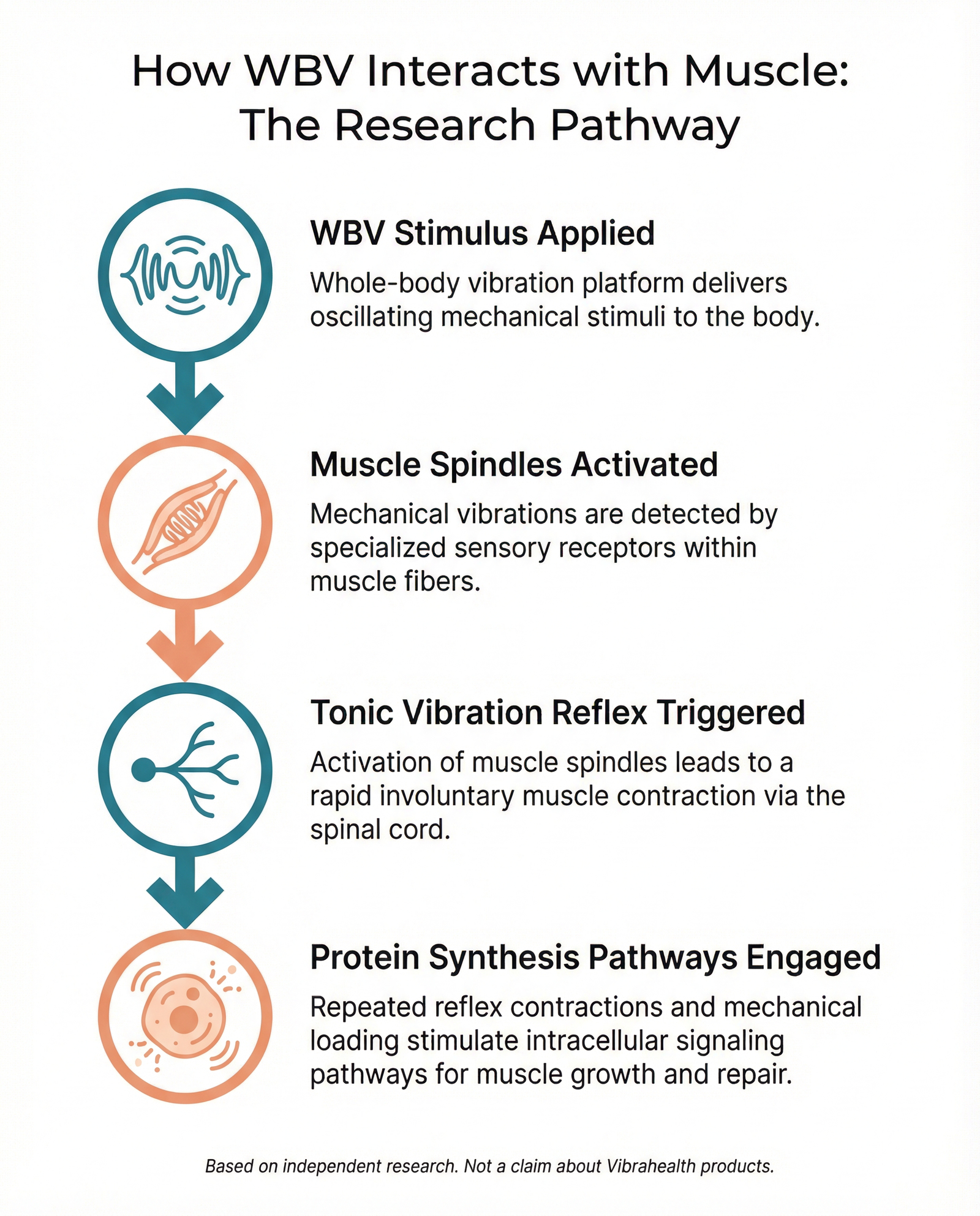 Infographic showing the pathway from WBV stimulus to muscle response — tonic vibration reflex, muscle spindles, and signalling pathways