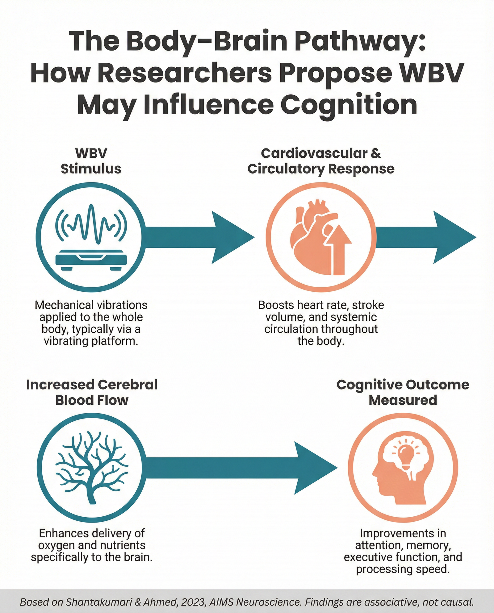 Infographic showing the proposed pathway from whole body vibration stimulus to cognitive outcomes via circulation and neurological mechanisms